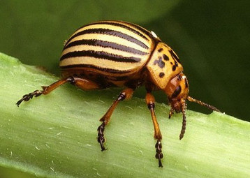 De coloradokever (Leptinotarsa decemlineata) is een gemakkelijk herkenbare zwart-geel gestreepte kever die oorspronkelijk afkomstig is uit zuidelijk Noord-Amerika.
